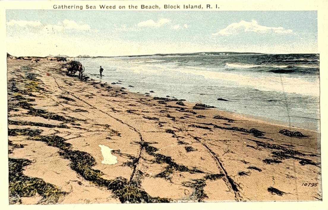 Gathering Sea Weed on the Beach, Block Island, R.I. Vintage Postcard 1922