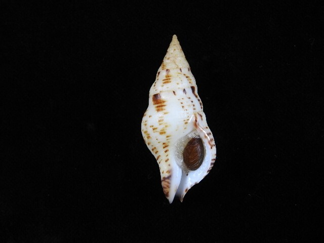 Sea shell Euthria calypso 53.9mm ID#8932 Sea shell Euthria calypso 53.9mm ID#8932
