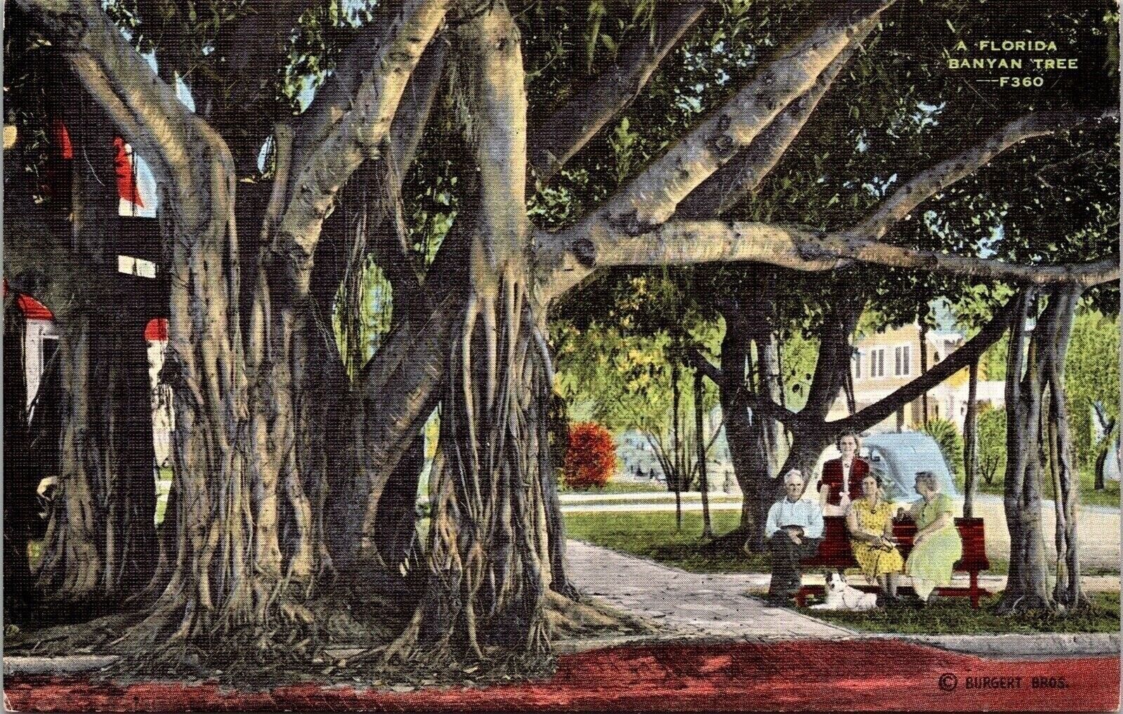 Interesting Large Banyan Tree Florida FL People Sitting Viewing Postcard Unused