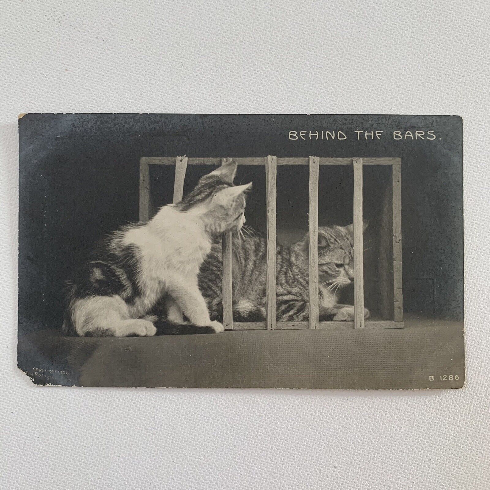 Antique RPPC Real Photograph Postcard Tabby Cat In Jail Cats Rotograph B 1286