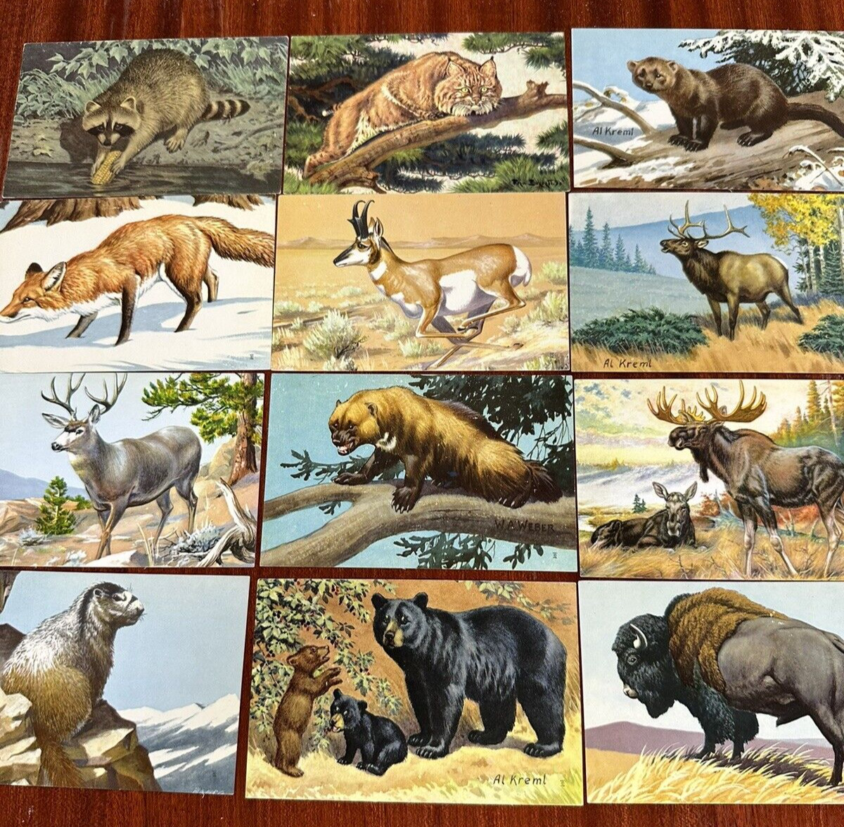 LOT of 12 Vintage 1958 National Wildlife Federation Postcards Unsent Made in USA