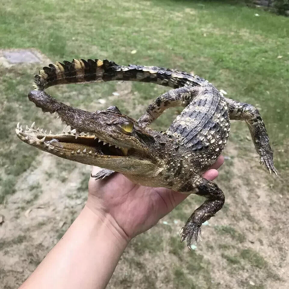 Real Crocodile Taxidermy Genuine Rare Specimen Gator Taxidermy
