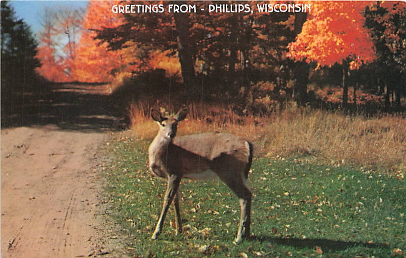 Postcard WI: Greetings From Phillips, Wisconsin, Deer in Autumn Woods