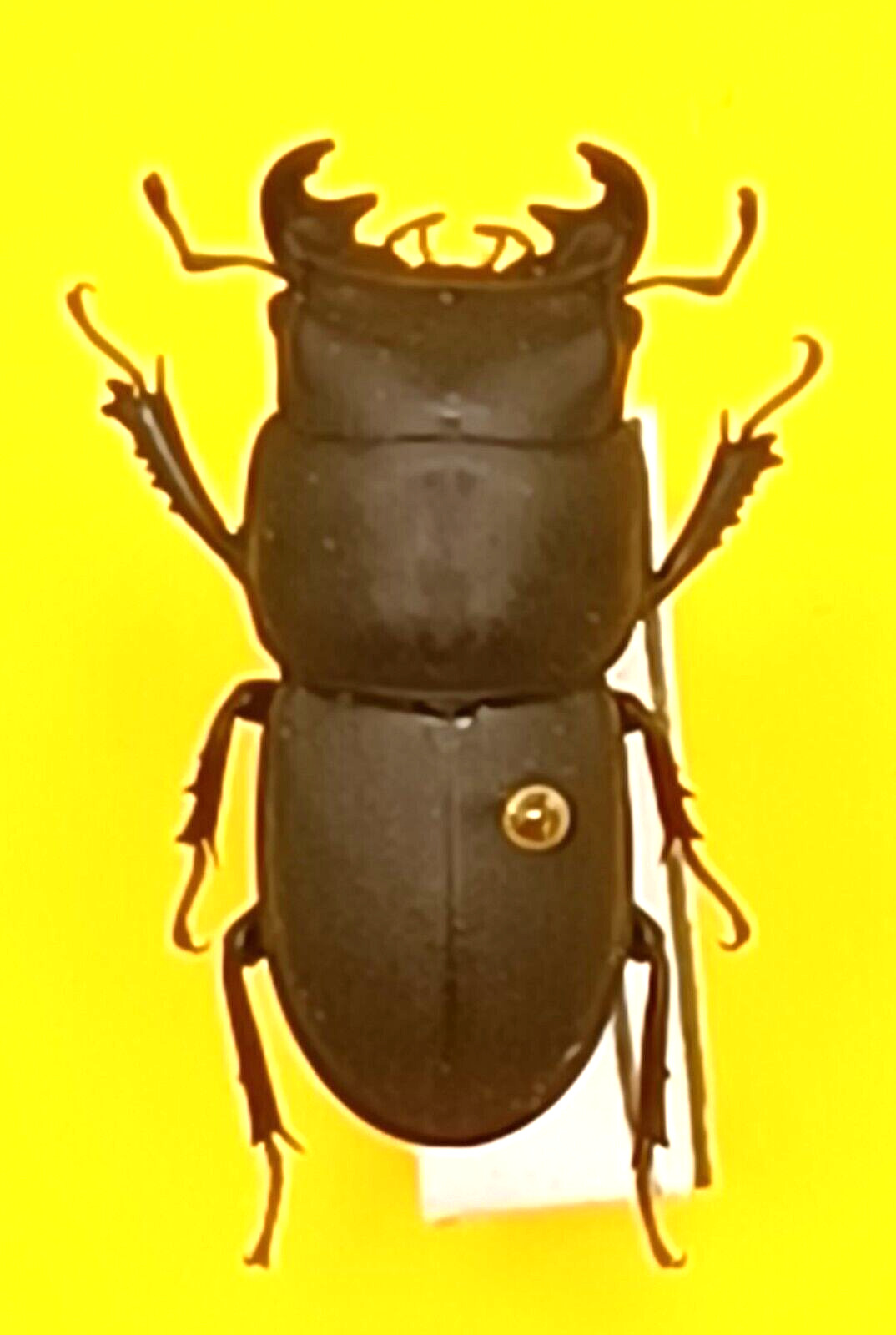 (Lucanidae)  Montesinus monnei  ( very  very rar size 19+-1mm )