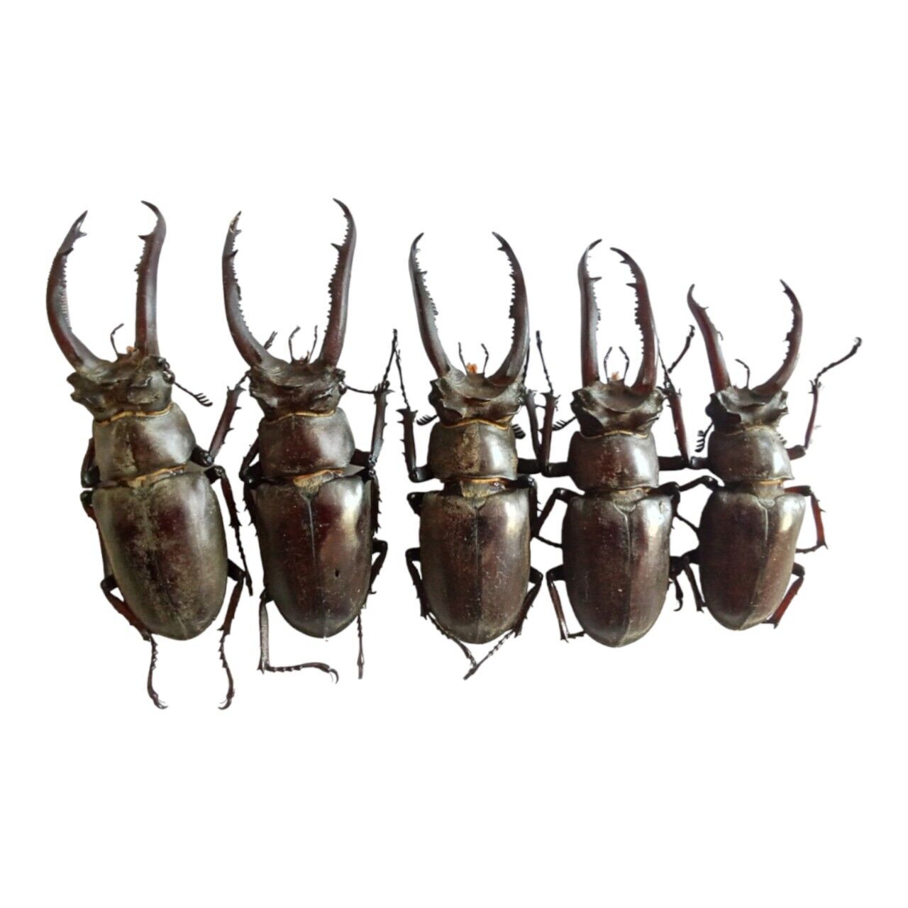 5 pcs Viet Nam beetles  Lucanidae  Lucanus Vitalisi, A1.
