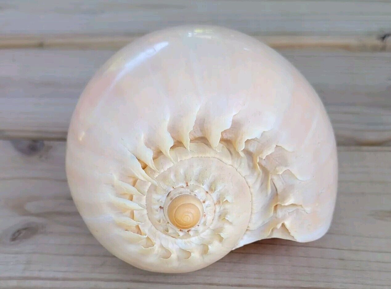 Vintage Sea Shell Helmet Snail Conch Nautical Decor 7 Inches Very Nice Condition