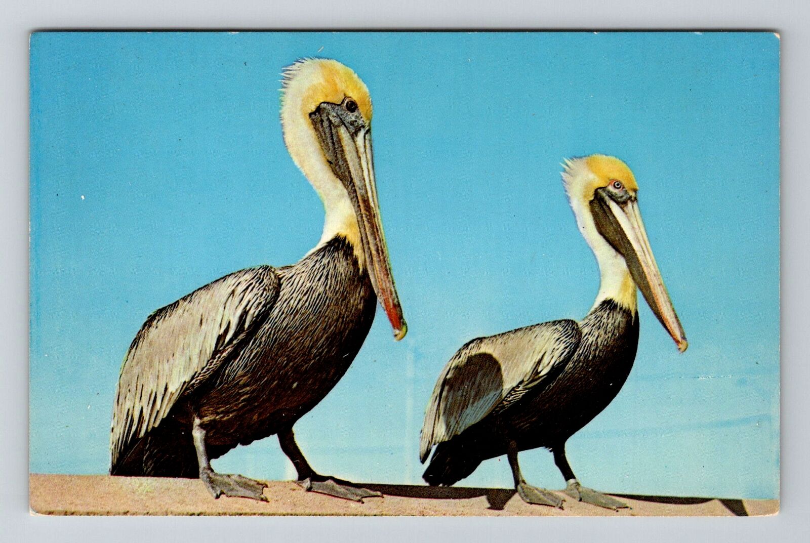 Pelican Bird, Animals, Vintage Postcard