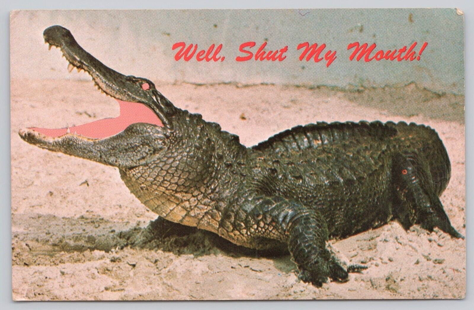 Postcard Alligator Comic Southern Hospitality FL