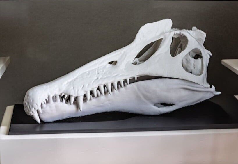 Spinosaurus 3D Printed Skull Replica (8.5 Inches) Paleontogy Museum Quality