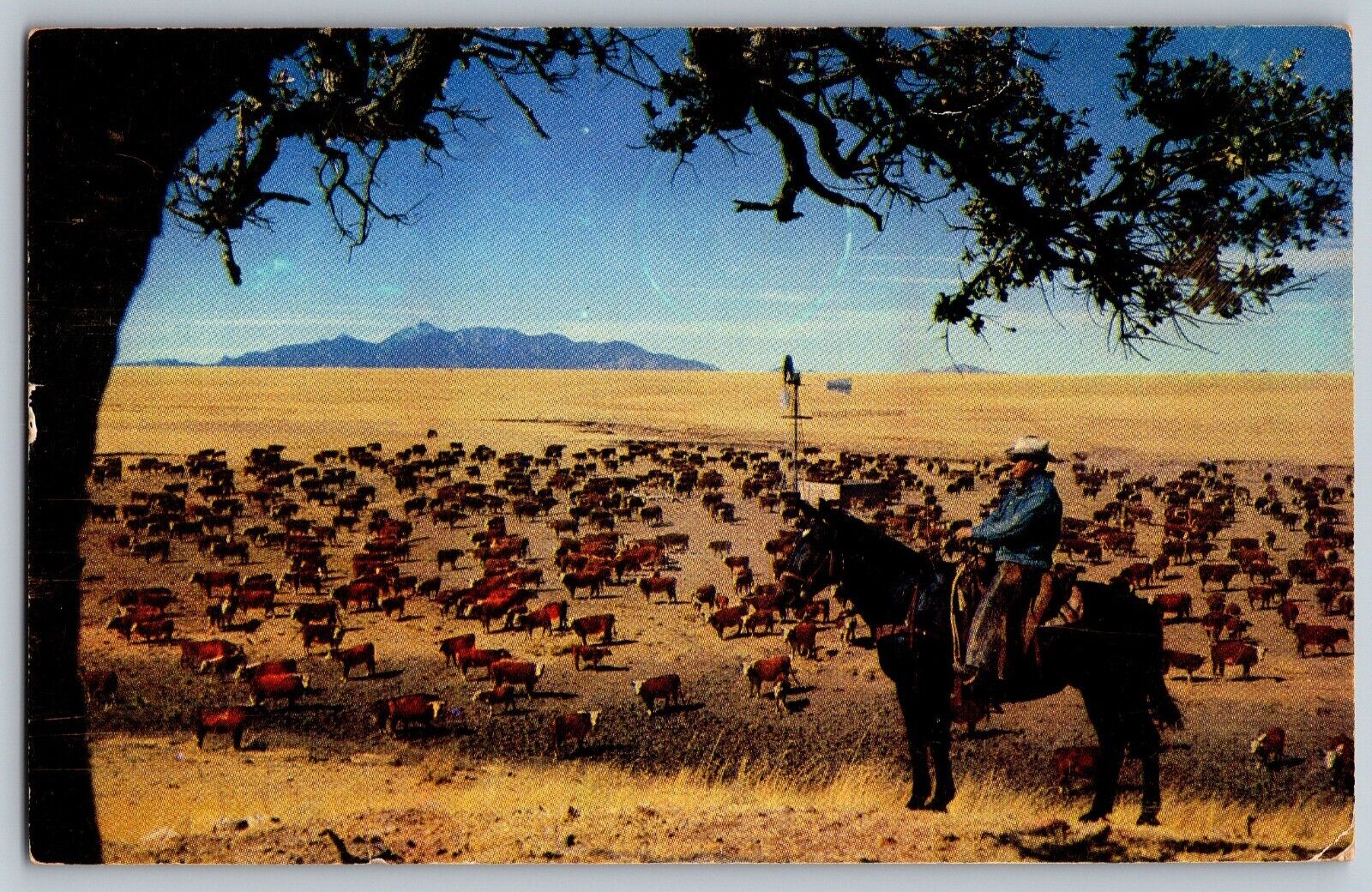 Nebraska NE - White Faced Herefords - Cattle in the Western - Vintage Postcard