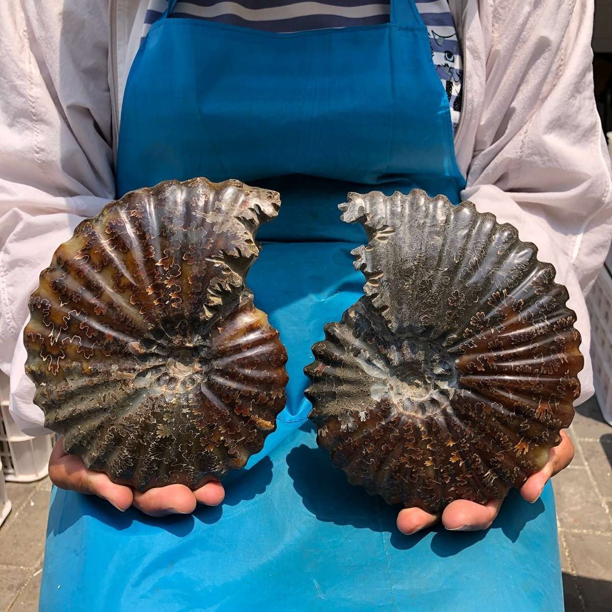 2pc4.79LB Large Natural Beautiful Ammonite Fossil Conch Crystal Specimen Healing