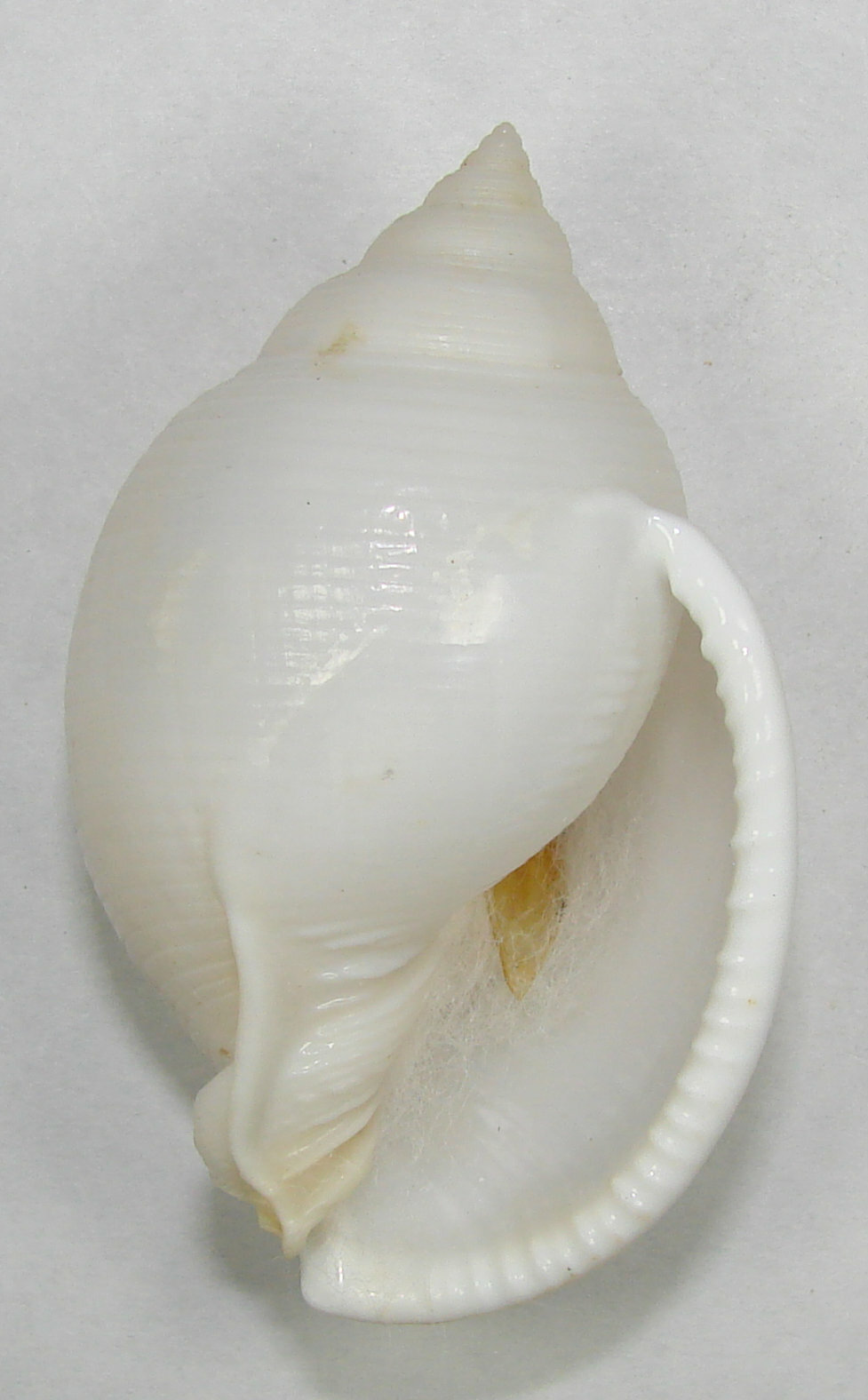 CASSIS BISULCATA DIUTURNA 62.78mm BEAUTIFUL XXL SPECIMEN Capricorn Channel, Aust