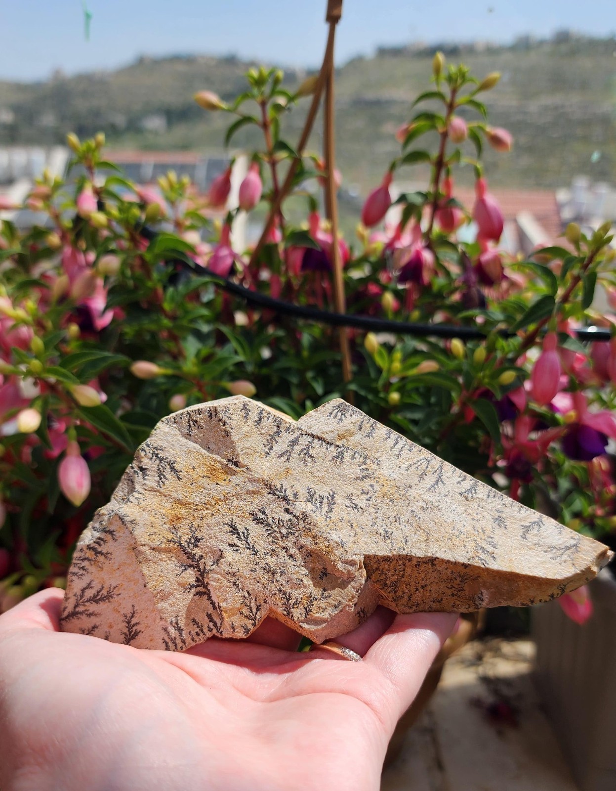 A beautiful  stone from  Sinai mountain with a burning bush 