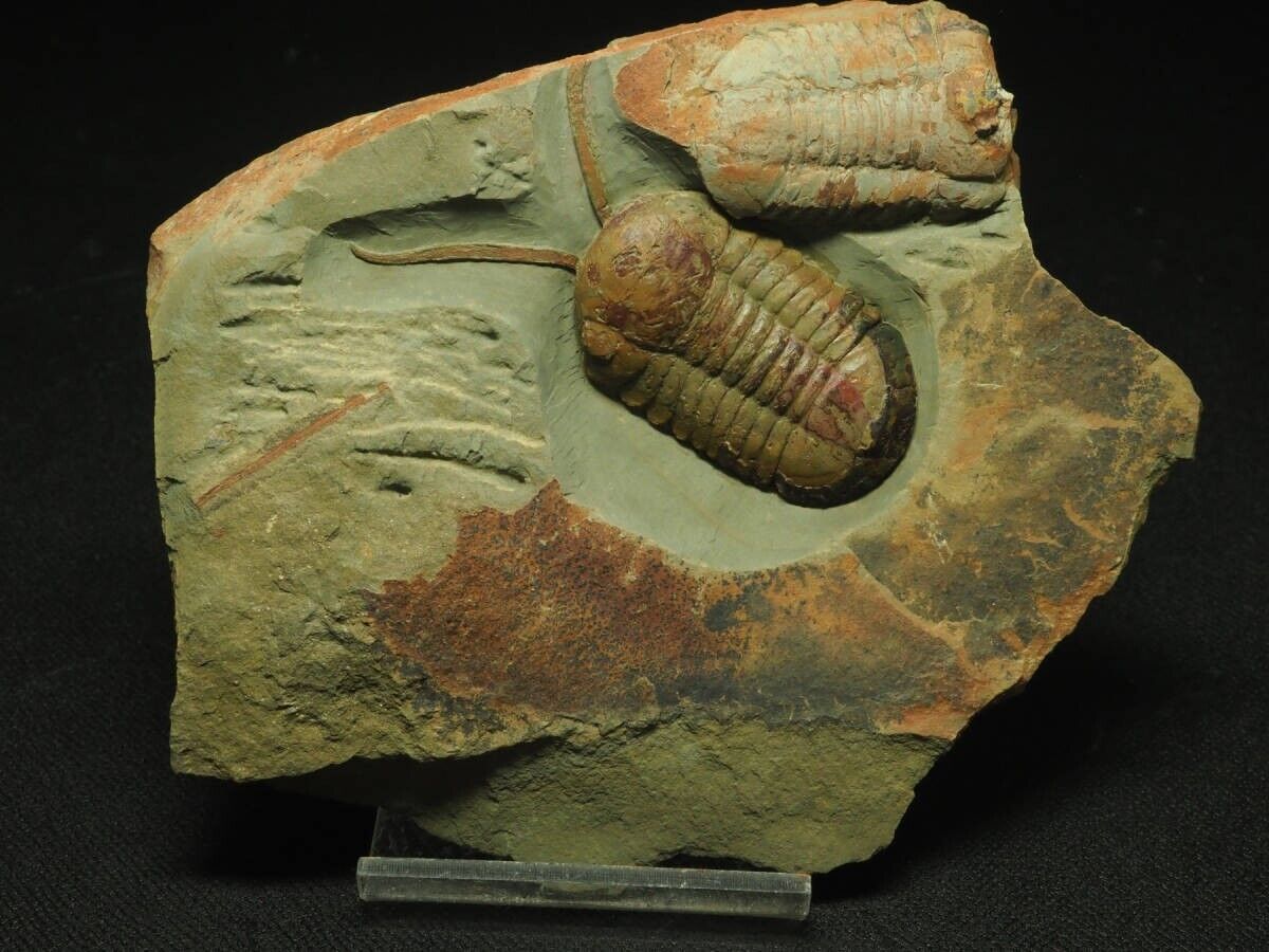Sense of touch Superb preservation Trilobite Symphysurus palpebrosus 214  japan