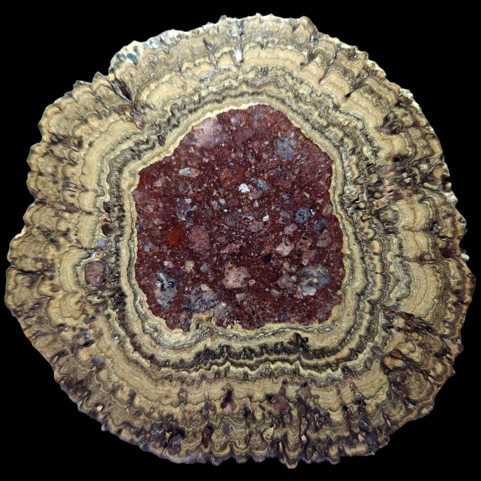 Polished Oncolite Stromatolite Microbialite Fossil, Cretaceous Age, Mexico, 131G