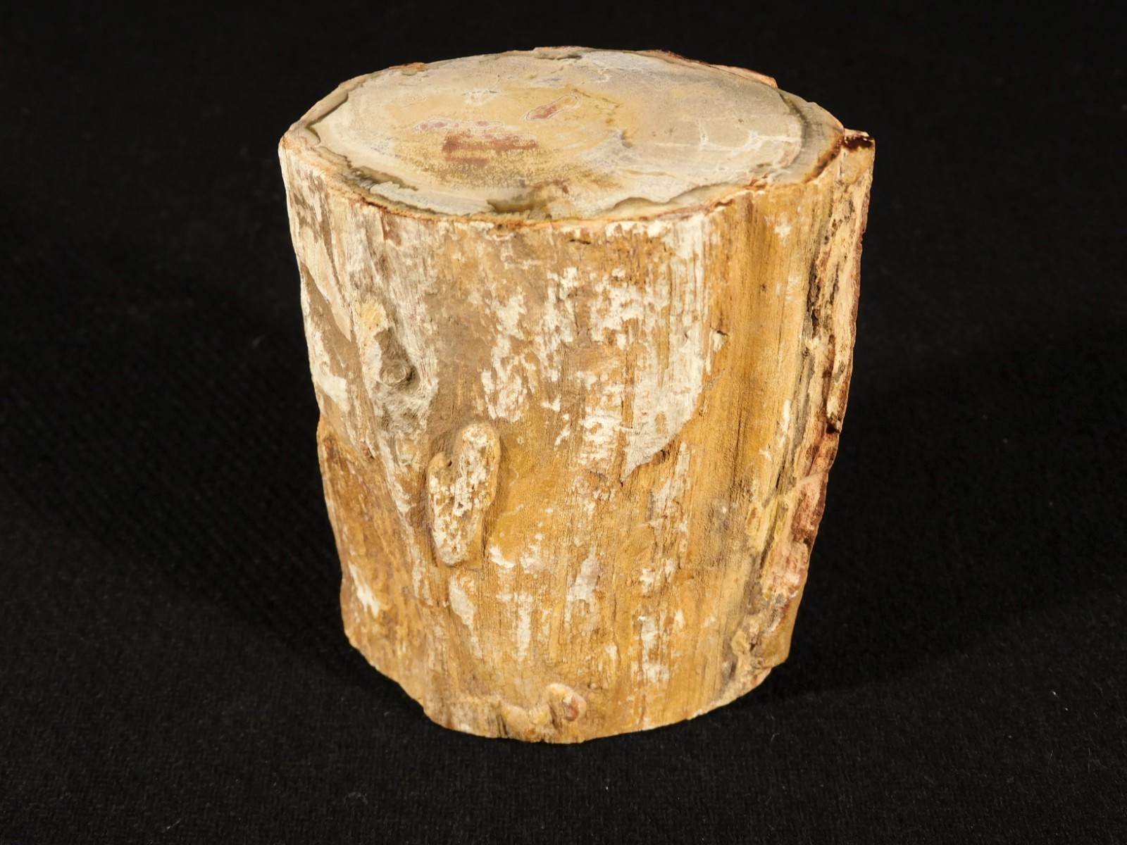 Nice BARK 225 Million Year Old Polished Petrified WOOD Fossil Madagascar 352gr Nice BARK 225 Million Year Old Polished Petrified WOOD Fossil Madagascar 352gr