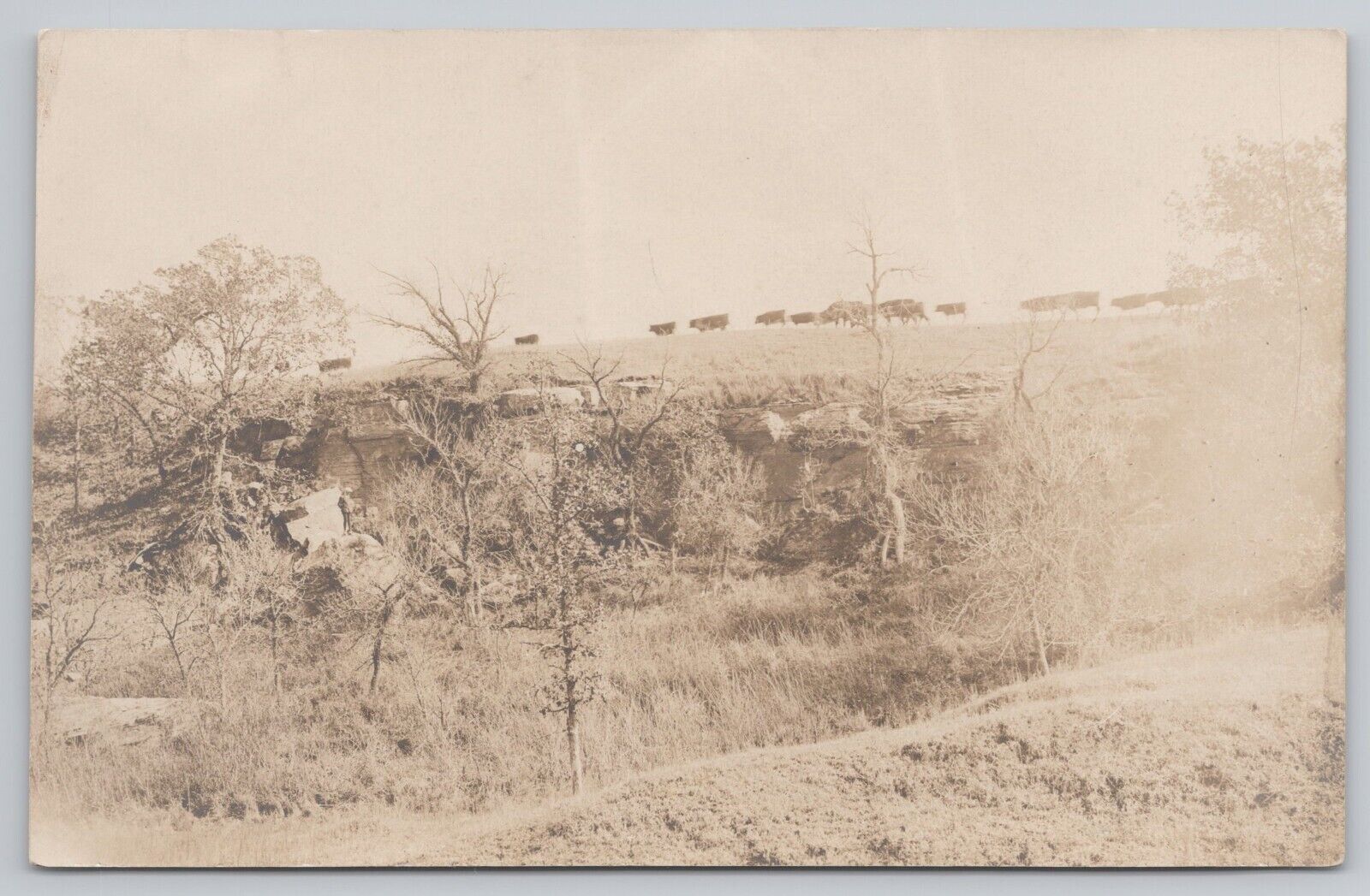 Postcard Cattle on the Ridgeline Vintage RPPC