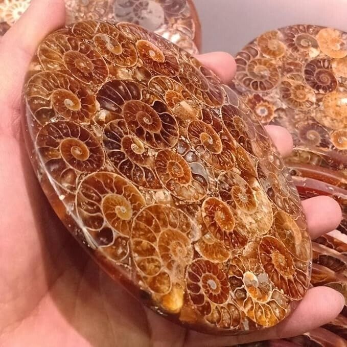 Nature Ammonites Fossil Specimen Madagascar Unique Natural Home Decor Healing