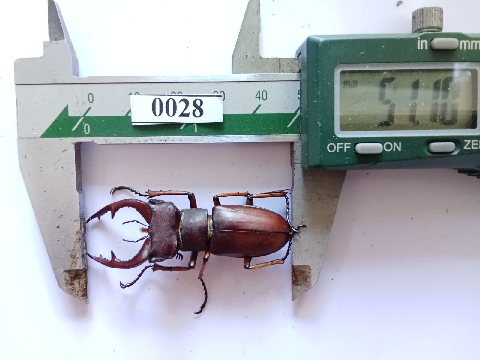 0028# Vietnam Beetles    Lucanidae- Lucanus  marazziorum  51mm A1 