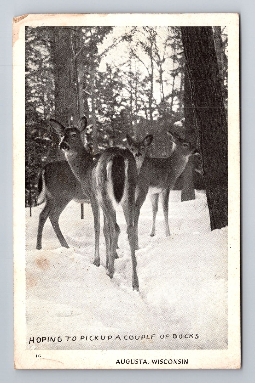 Augusta WI-Wisconsin, General Greetings, Deer in Winter Antique Vintage Postcard