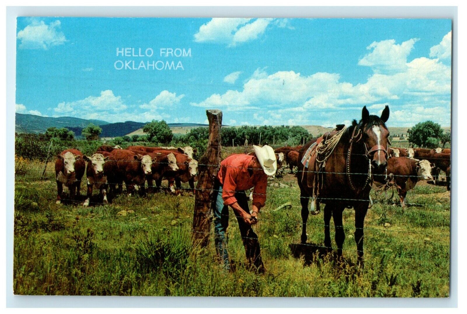 c1960's Cowboy Repairing Fence As Whiteface Cattle Graze Oklahoma OK Postcard