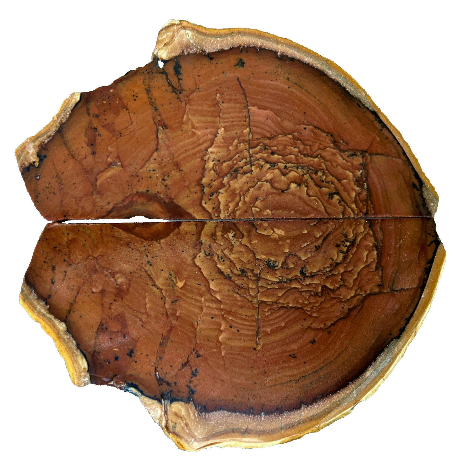 Deschutes Jasper Slabs Polished Butterfly Display Tree Rings Old Stock Oregon