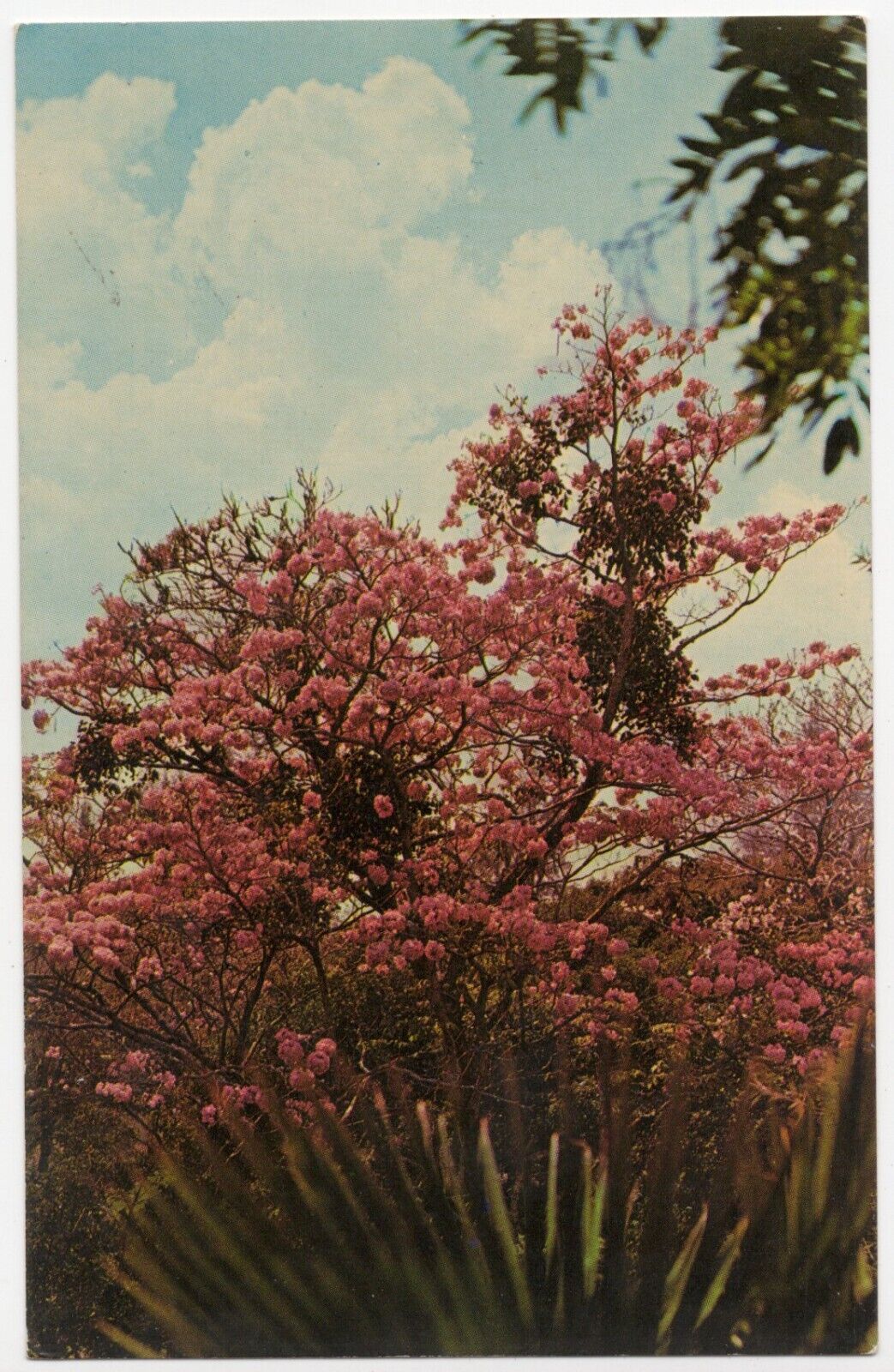Vintage El Salvador's National Tree Chrome Unposted Postcard