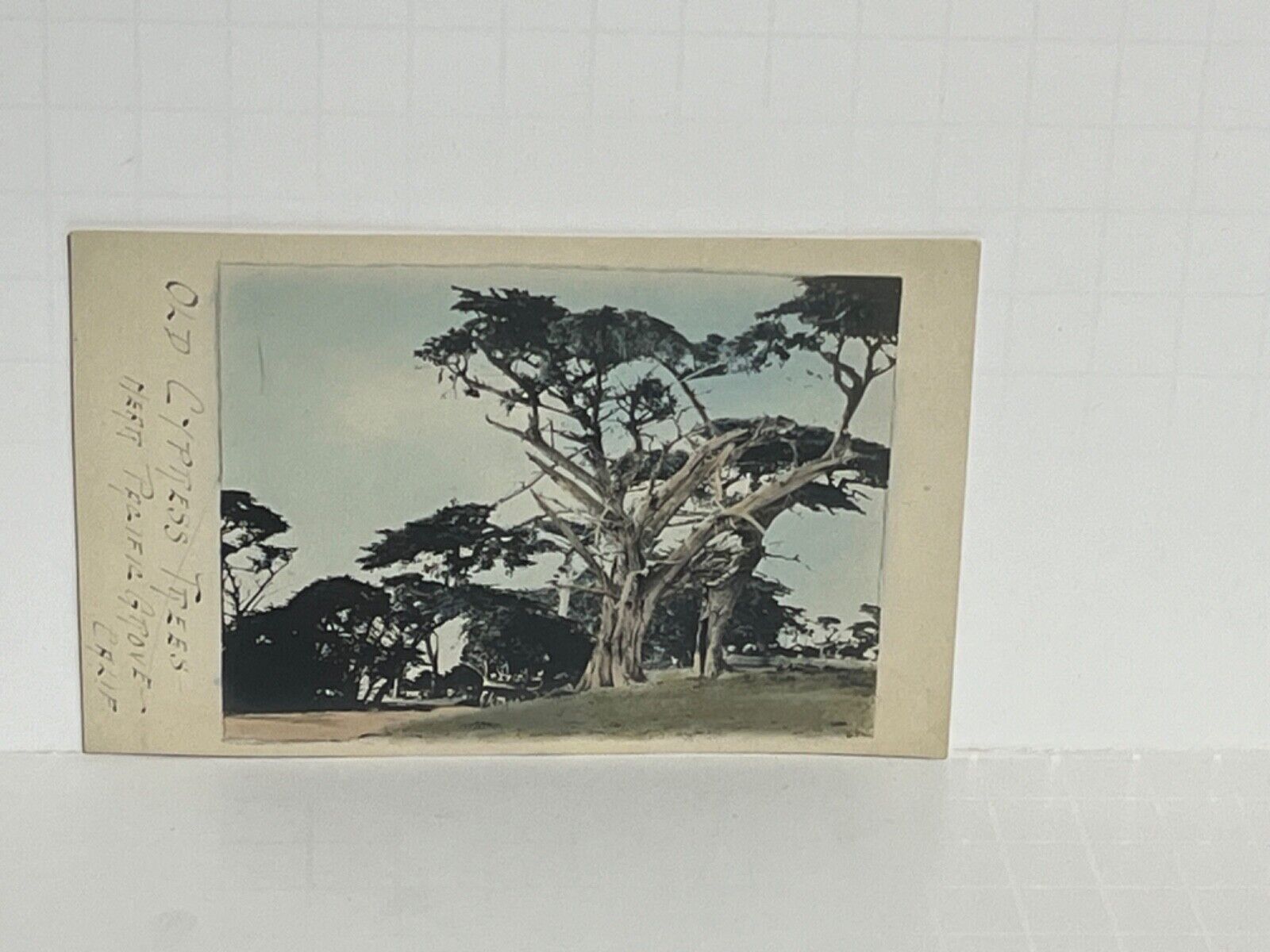 Postcard Cypress Trees near Pacific Grove California CA c1904-1920 A29
