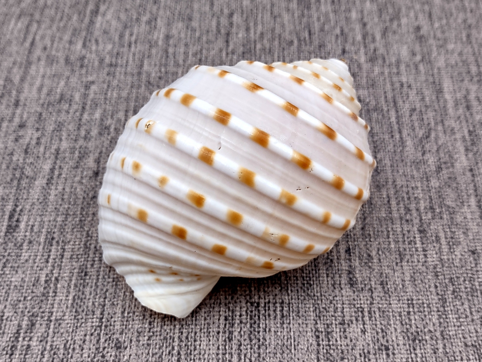 Spotted Tun Seashells Large Tonna Tessalata (1 shell approx. 4+ inches)