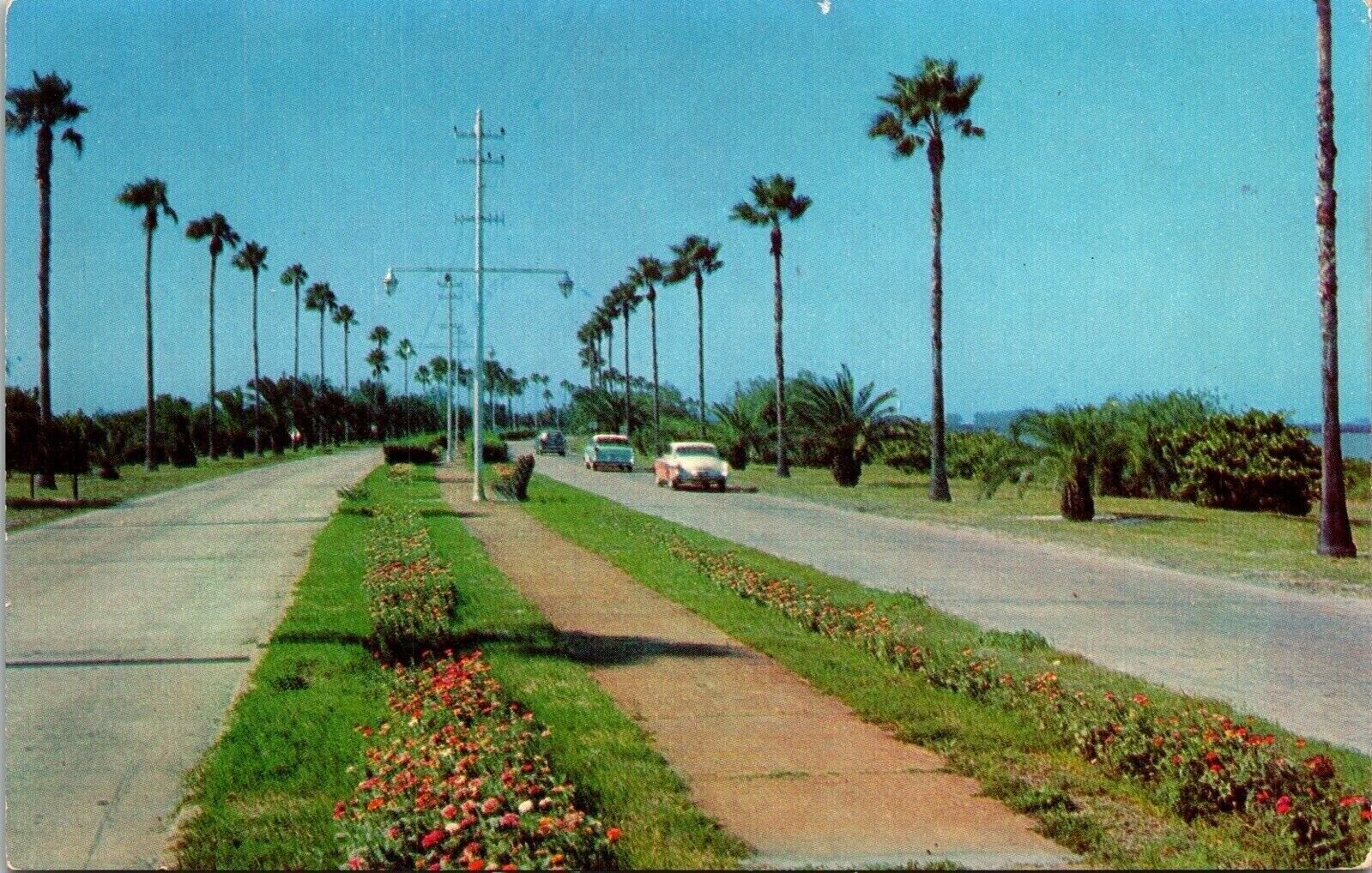Clearwater Beach Causeway Florida Old Cars Tropical Palm Trees Chrome Postcard