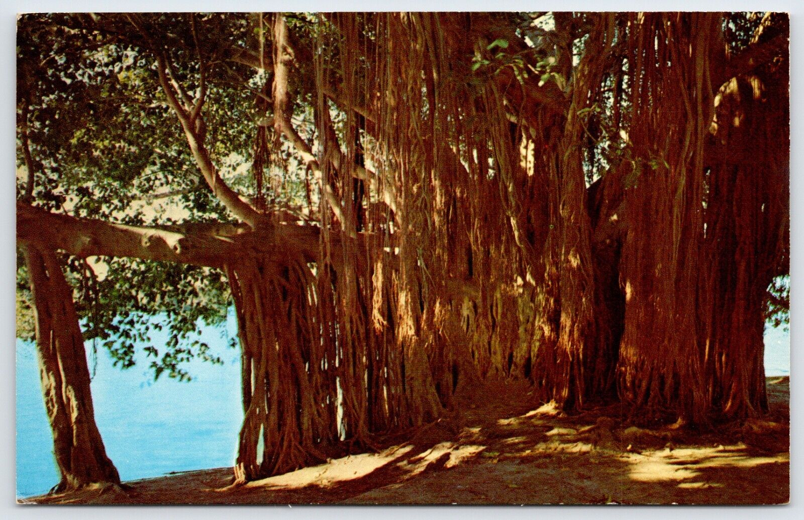 Postcard Banyan Tree On The Shore Of Crescent Lake Florida Unposted