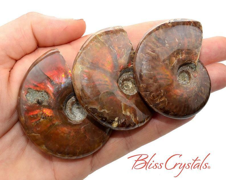 1 XL Red Fire AMMONITE Opalized Fossil Whole Shell Healing Crystals #FX01