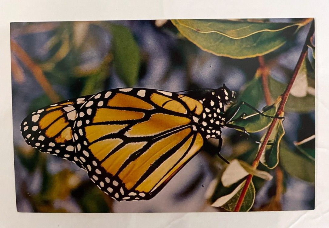 Regal Beauty Monarch Butterfly Milar\'s Pacific Grove California M45 Postcard