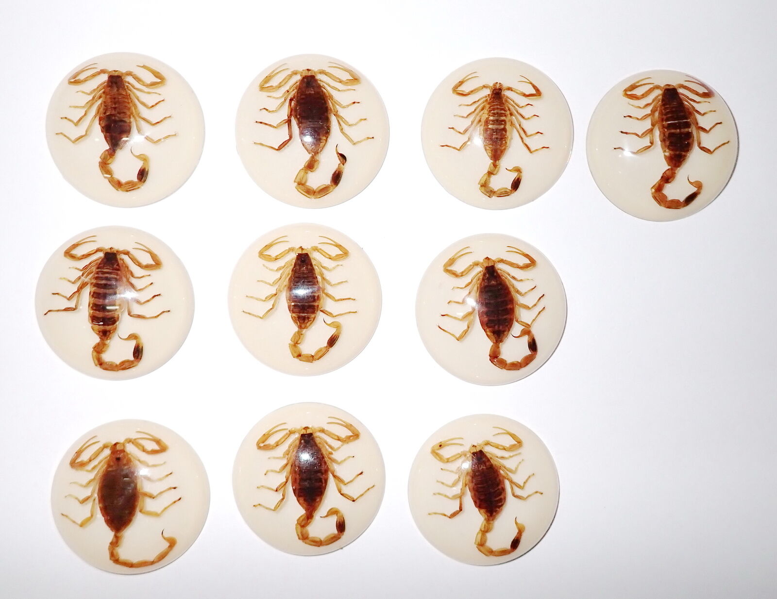Insect Cabochon Golden Scorpion Specimen 35 mm Round on White 10 piece Lot