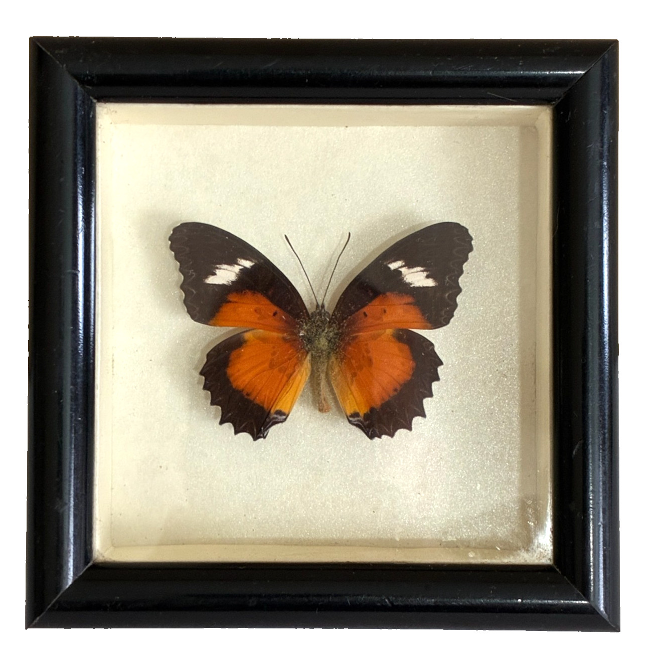 VTG Simply Butterflies Project Luzon Lacewing Phillipines Mounted Framed 4.5\