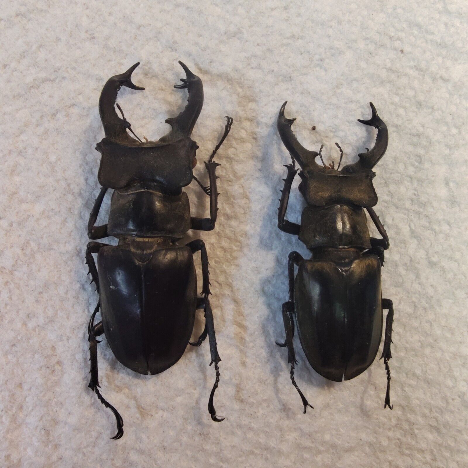 BEETLE, INSECT  Lucanidae: Lucanus sericeus sericeus x2 VIETNAM Stag Beetle,