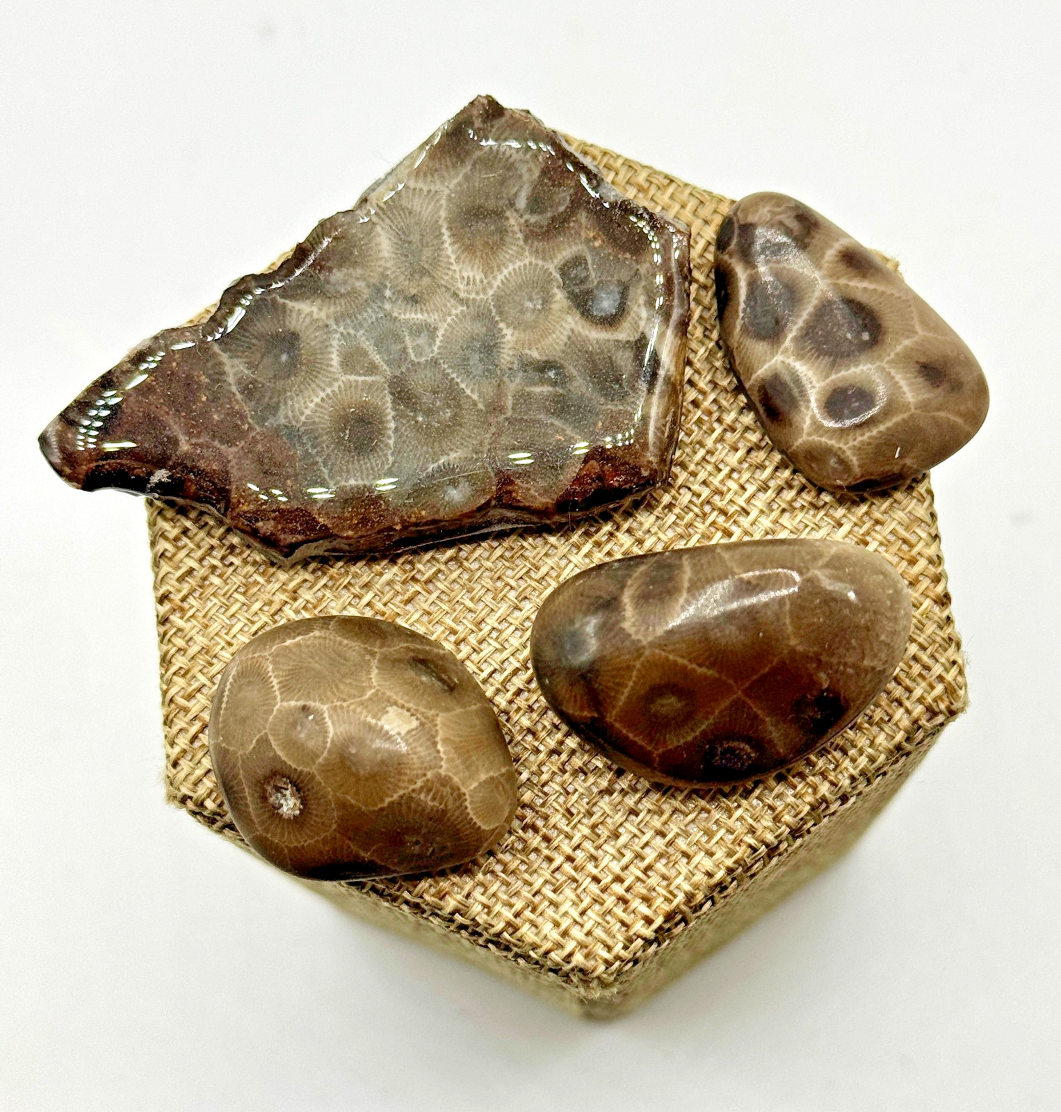 **NEW** AN ASSORTMENT OF PETOSKEY STONES AND SLABS -  