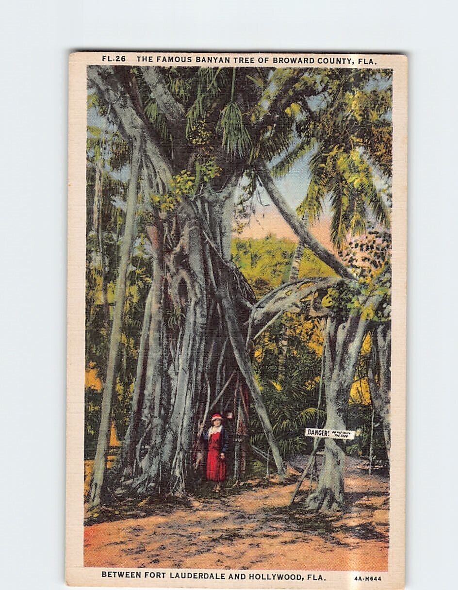 Postcard Famous Banyan Tree of Broward Country Florida USA