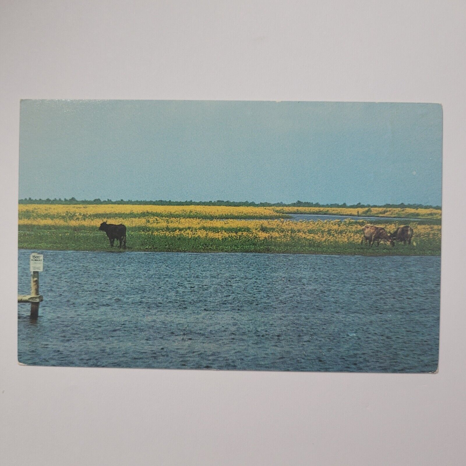 Cows Grave Among The Marshes St. John\'s River Florida Vintage Chrome Postcard