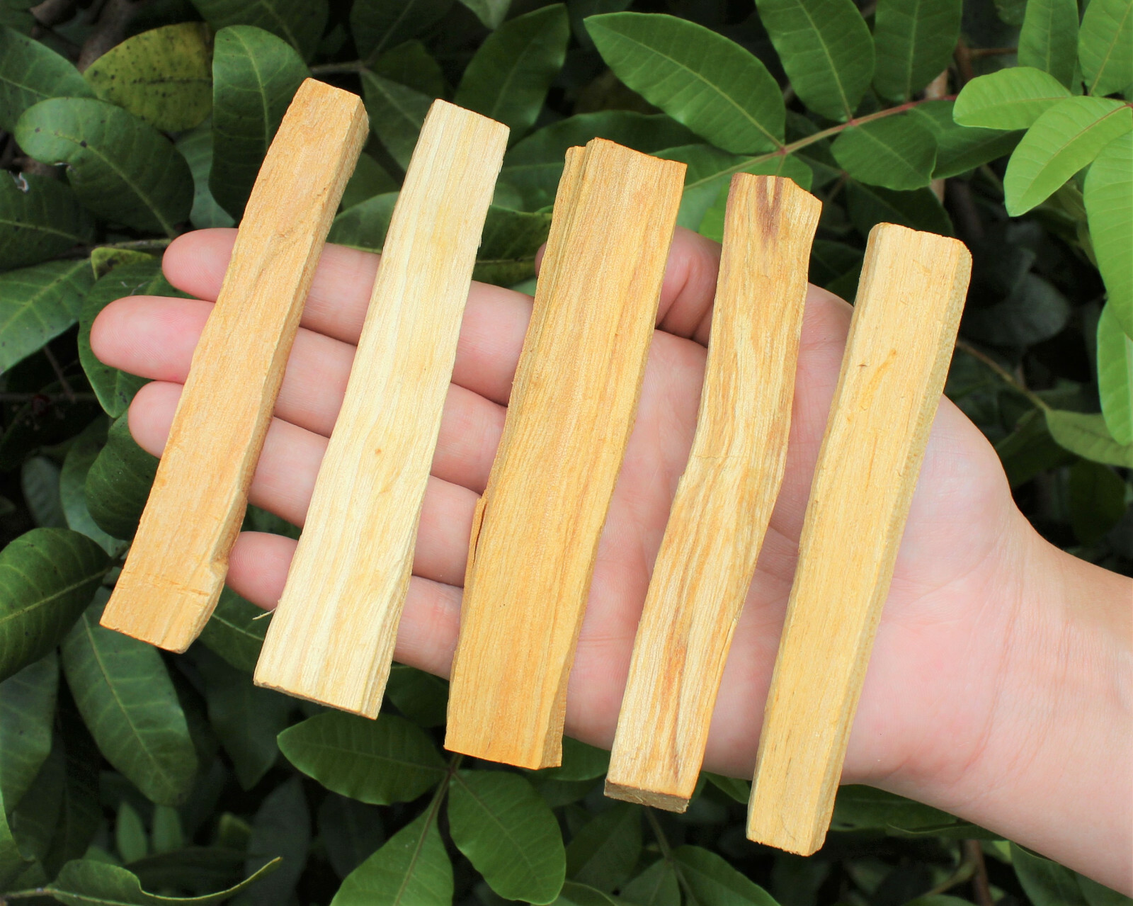 1 oz Palo Santo Holy Wood Sticks (Incense Smudging Cleansing Blessing) (28 gram) 1 oz Palo Santo Holy Wood Sticks (Incense Smudging Cleansing Blessing) (28 gram)