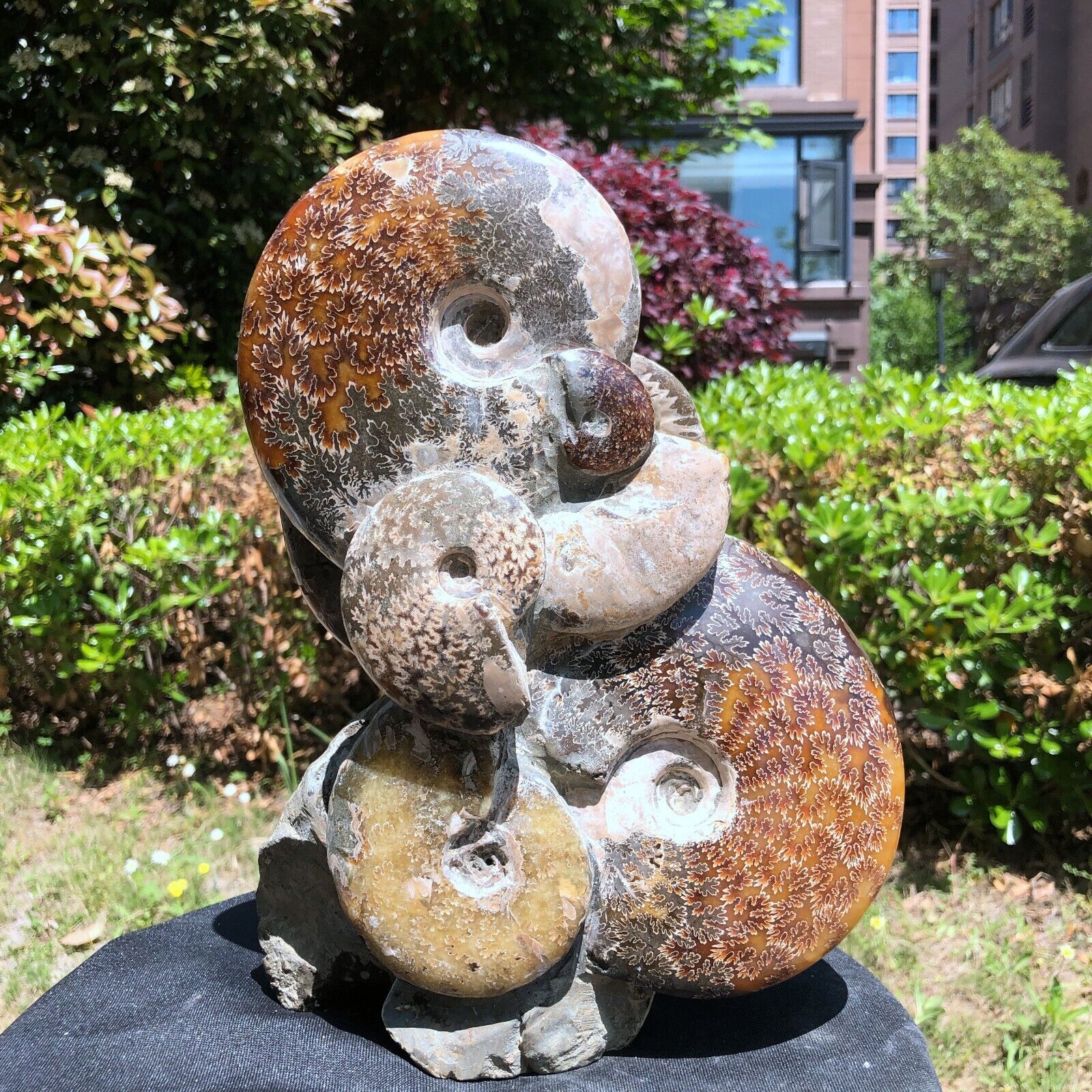 9.13LB Large Natural Beautiful Ammonite Fossil Conch Crystal Specimen Healing