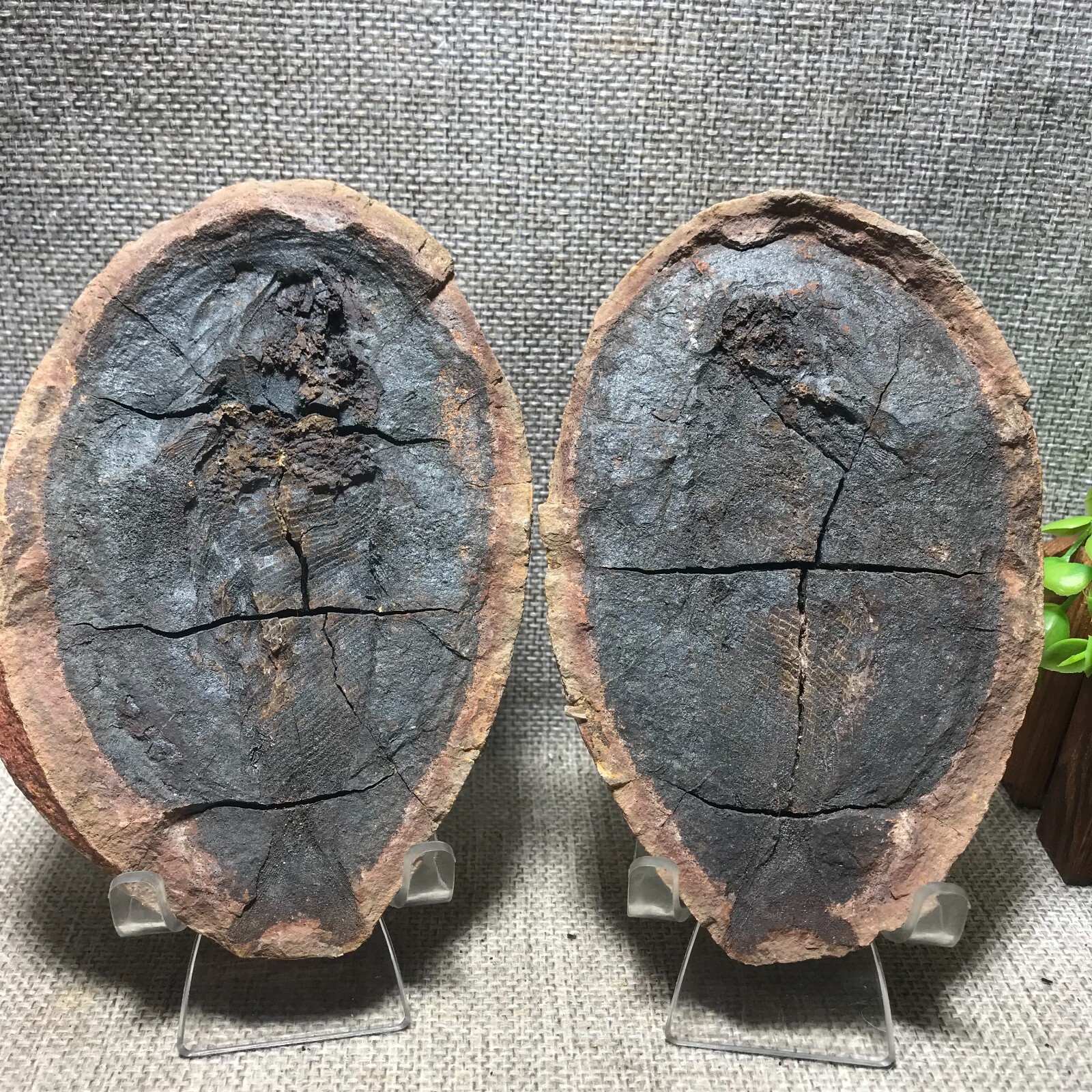 955g 1 Pair of Split Natural Bony Fish Cretaceous Concretion Madagascar 14 955g 1 Pair of Split Natural Bony Fish Cretaceous Concretion Madagascar 14