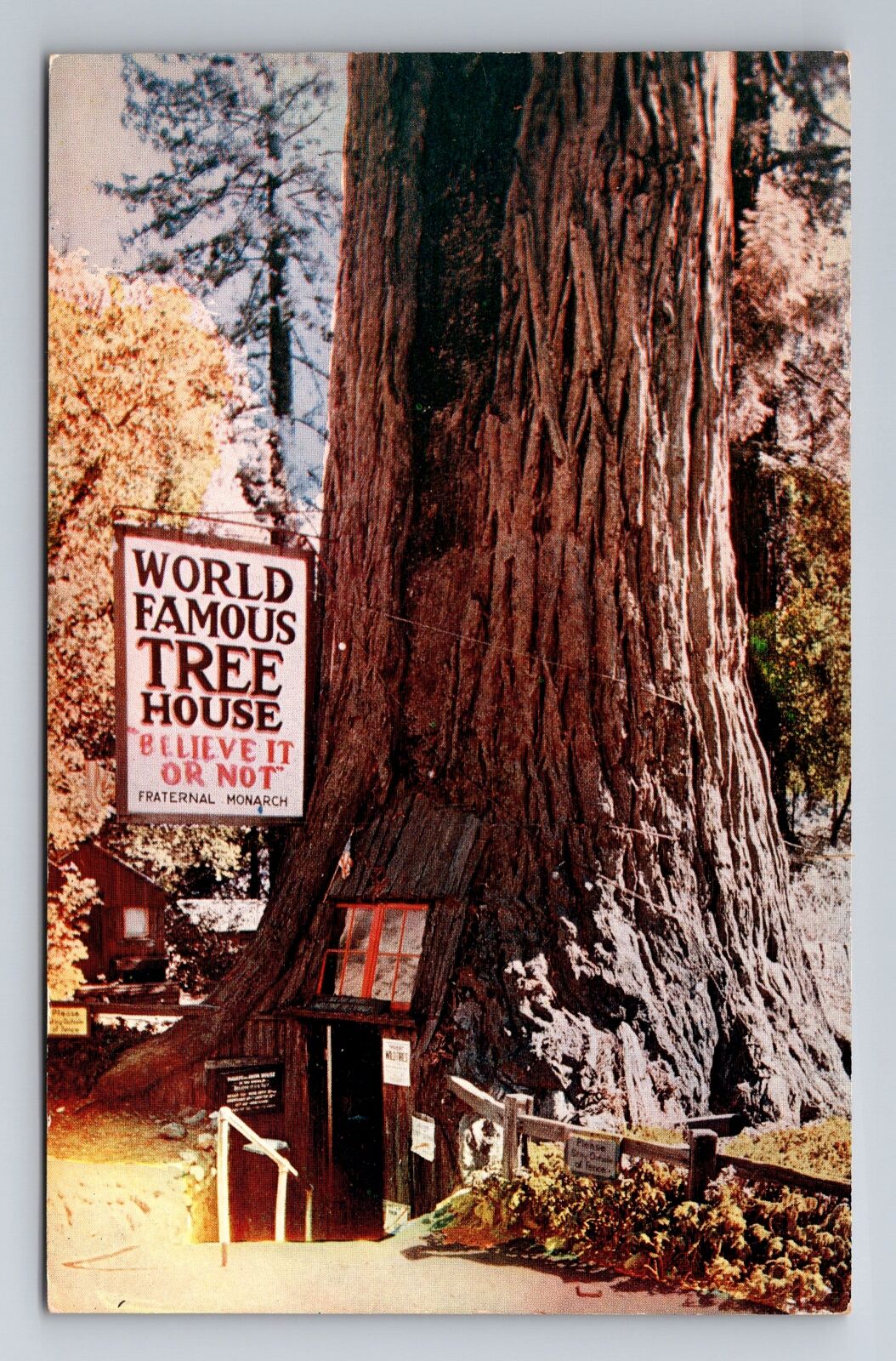 Laytonville CA-California, Lilly Redwood Park, Tree House, Vintage Postcard