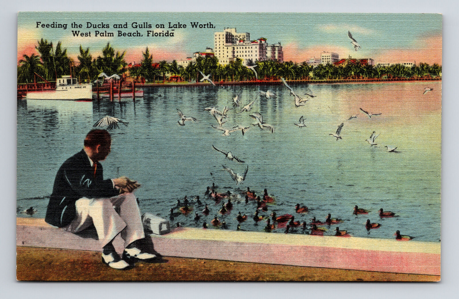 Linen Postcard West Palm Beach FL Florida Feeding Ducks Gulls Lake Worth
