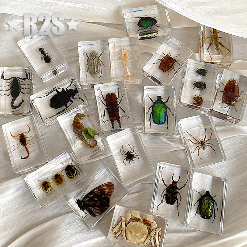 20 Pcs Insect in Resin Specimen Bugs Collection Paperweights Arachnid Resin lot