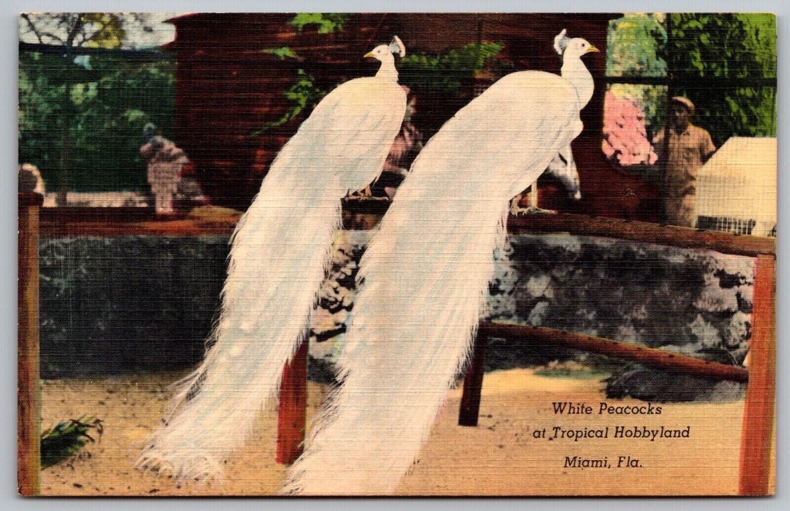 White Peacocks Tropical Hobbyland Miami Florida Birds Animals Linen VNG Postcard