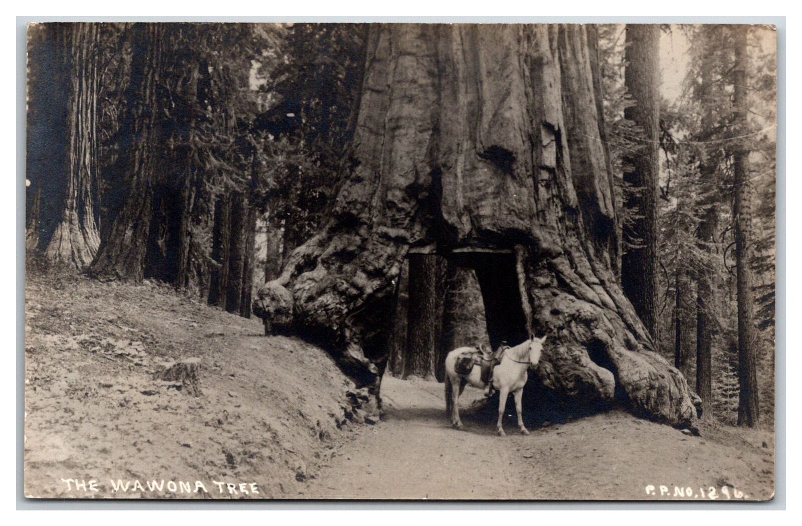 CA YOSEMITE NATIONAL PARK RPPC C.1908 WAWONA TREE & WHITE HORSE  P.P. 1896