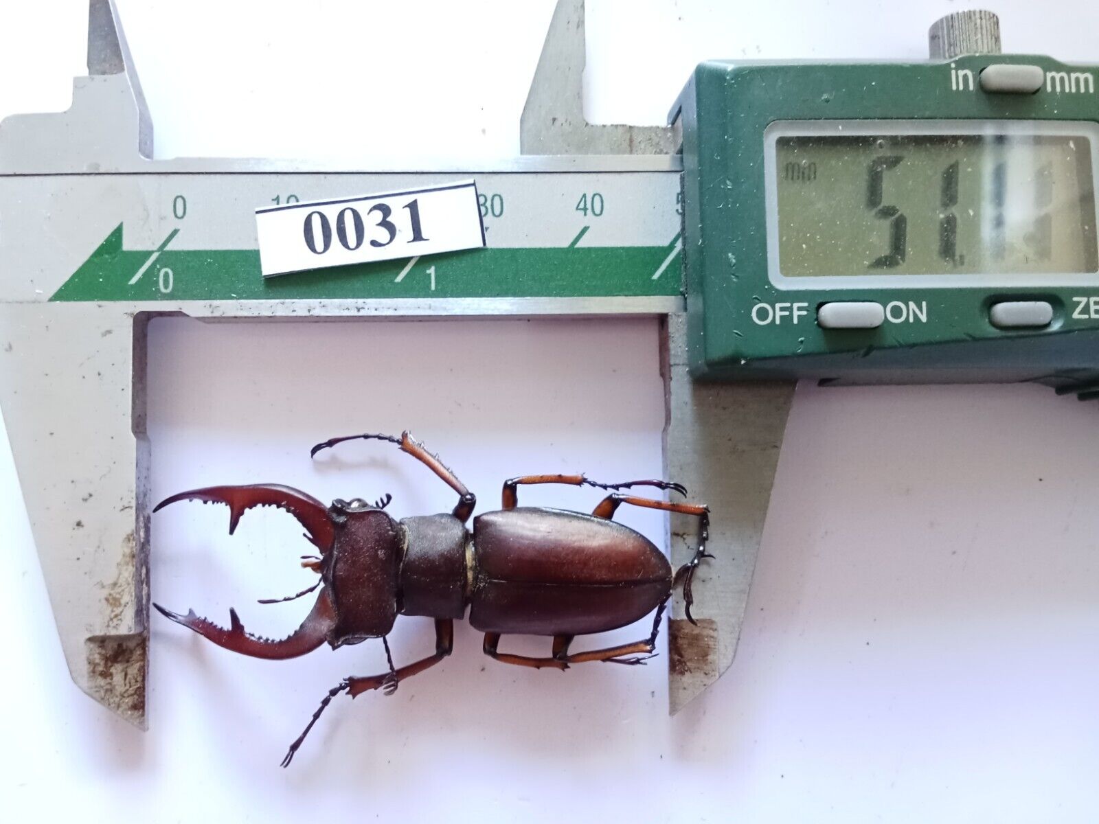 0031# Vietnam Beetles    Lucanidae- Lucanus  marazziorum  51mm A1 