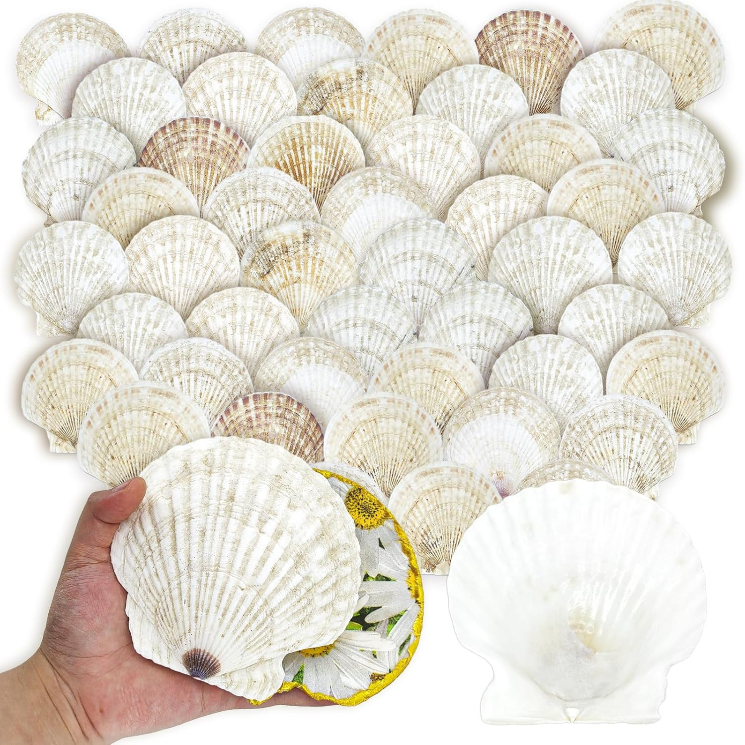 50PCS Scallop Shells for Crafts Large 4''-5'' White Beach Natural Shells Bulk fo 50PCS Scallop Shells for Crafts Large 4''-5'' White Beach Natural Shells Bulk fo