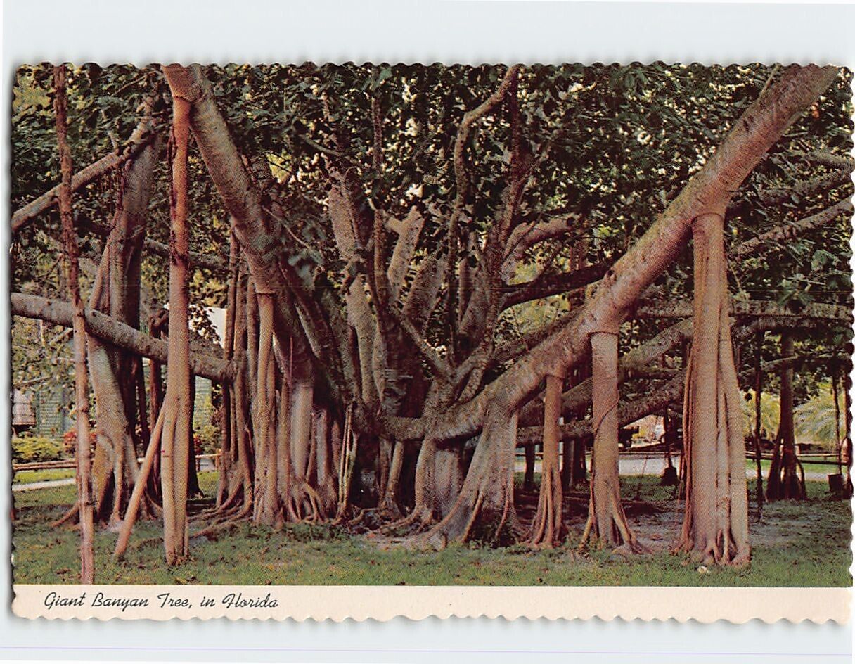 Postcard Giant Banyan Tree, in Florida